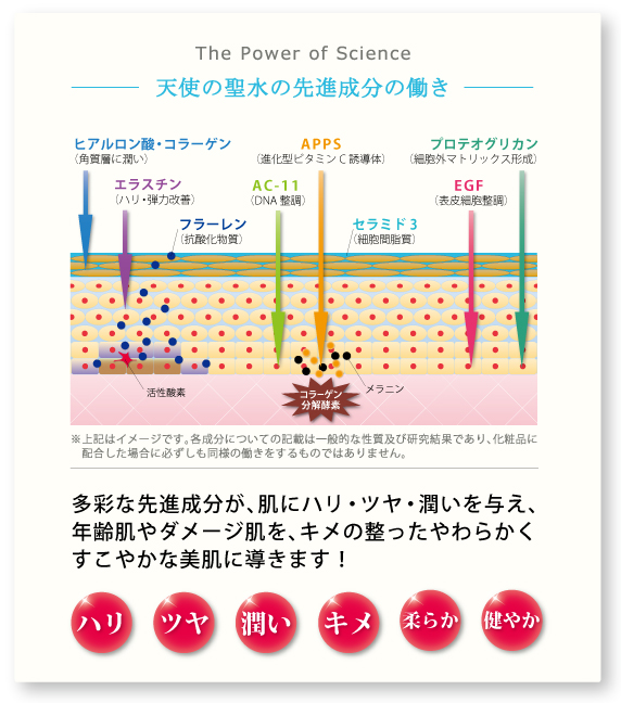 フラーレン・EGF・APPS(進化型ビタミンC誘導体)・プロテオグリカン・AC-11・セラミド・ヒアルロン酸・コラーゲンの働き